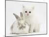 White Kitten and Baby Rabbit-Mark Taylor-Mounted Photographic Print