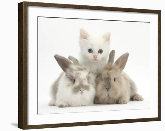 White Kitten and Baby Rabbits-Mark Taylor-Framed Photographic Print