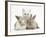 White Kitten and Baby Rabbits-Mark Taylor-Framed Photographic Print