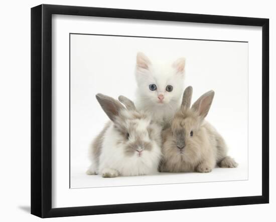 White Kitten and Baby Rabbits-Mark Taylor-Framed Photographic Print