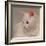 White Kitten-Diane Hoeptner-Framed Art Print