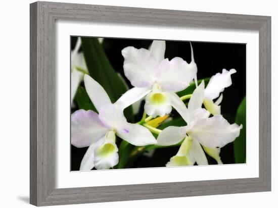 White Lady III-Alan Hausenflock-Framed Photographic Print