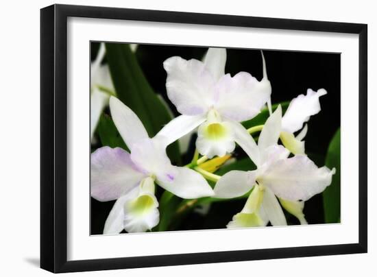 White Lady III-Alan Hausenflock-Framed Photographic Print