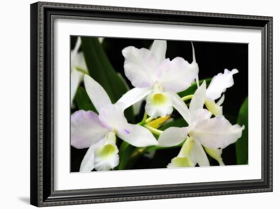 White Lady III-Alan Hausenflock-Framed Photographic Print