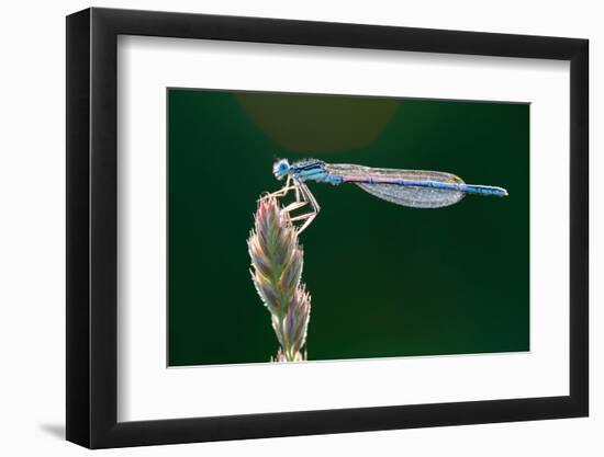 White-Legged Damselfly, Platycnemis Pennipes-Alfons Rumberger-Framed Photographic Print