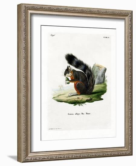 White-Legged Squirrel-null-Framed Giclee Print