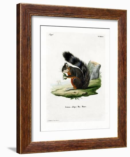 White-Legged Squirrel-null-Framed Giclee Print