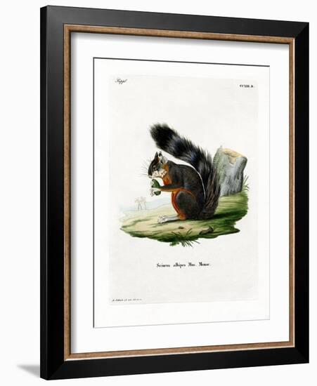 White-Legged Squirrel-null-Framed Giclee Print