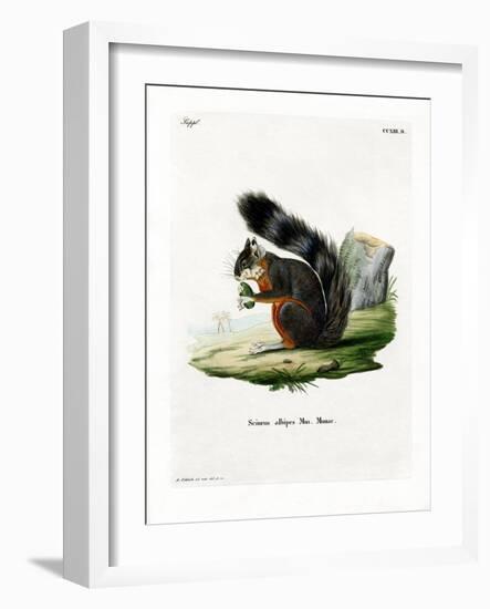 White-Legged Squirrel-null-Framed Giclee Print