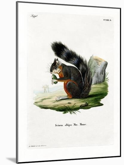 White-Legged Squirrel-null-Mounted Giclee Print