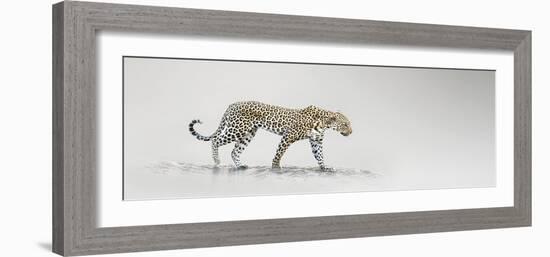 White Leopard-Bobbie Goodrich-Framed Giclee Print