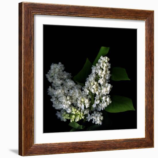 White Lilac 9-Magda Indigo-Framed Photographic Print