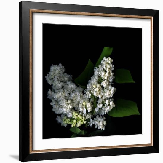 White Lilac 9-Magda Indigo-Framed Photographic Print