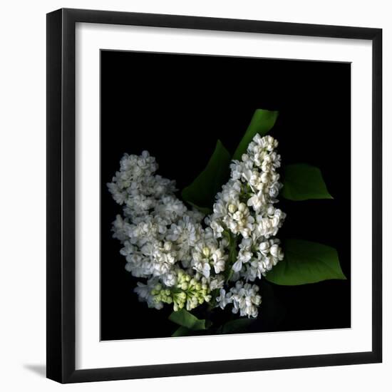 White Lilac 9-Magda Indigo-Framed Photographic Print