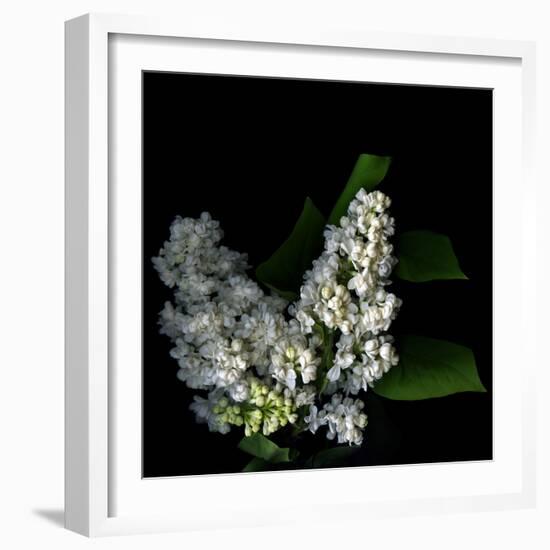 White Lilac 9-Magda Indigo-Framed Photographic Print