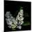 White Lilac 9-Magda Indigo-Mounted Photographic Print
