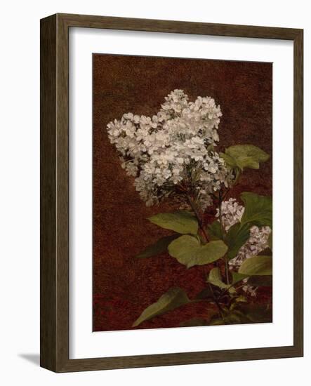 White Lilacs, 1888 (oil on canvas)-Henri Fantin-Latour-Framed Giclee Print