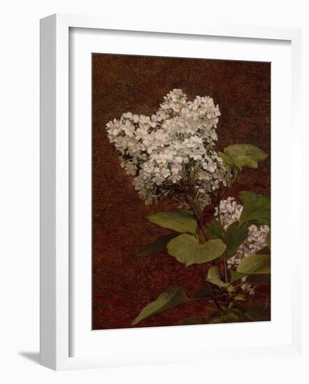 White Lilacs, 1888 (oil on canvas)-Henri Fantin-Latour-Framed Giclee Print