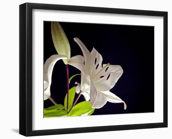 White Lilies I-Monika Burkhart-Framed Photographic Print