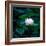 White Lily, 2021, (digital)-Scott J. Davis-Framed Giclee Print