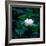 White Lily, 2021, (digital)-Scott J. Davis-Framed Giclee Print