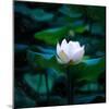 White Lily, 2021, (digital)-Scott J. Davis-Mounted Giclee Print