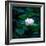 White Lily, 2021, (digital)-Scott J. Davis-Framed Giclee Print