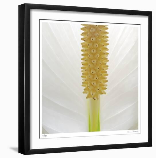 White Lily Abstract No 33-Shams Rasheed-Framed Giclee Print