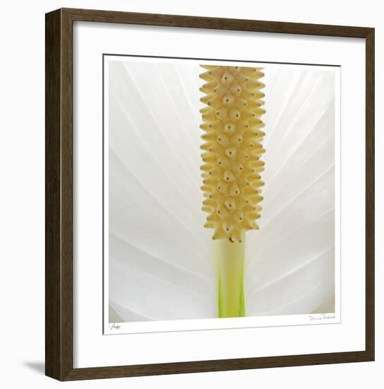 White Lily Abstract No 33-Shams Rasheed-Framed Giclee Print