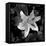 White Lily I-Rita Crane-Framed Premier Image Canvas