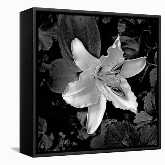 White Lily I-Rita Crane-Framed Premier Image Canvas