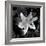 White Lily I-Rita Crane-Framed Photographic Print