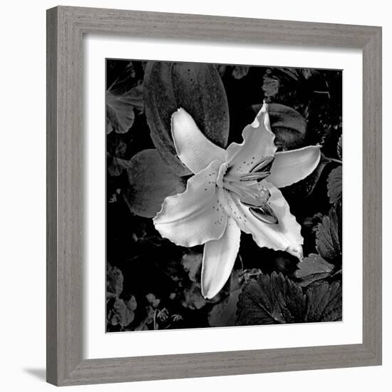 White Lily I-Rita Crane-Framed Photographic Print