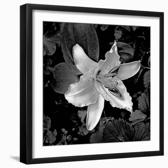 White Lily I-Rita Crane-Framed Photographic Print