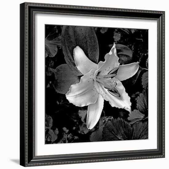 White Lily I-Rita Crane-Framed Photographic Print