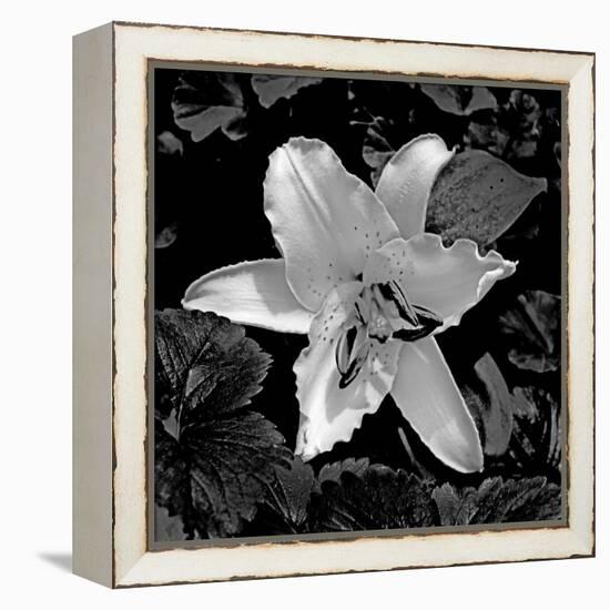 White Lily II-Rita Crane-Framed Premier Image Canvas