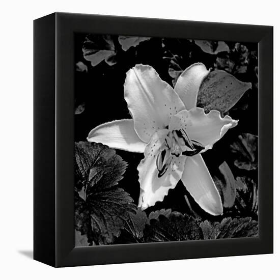 White Lily II-Rita Crane-Framed Premier Image Canvas