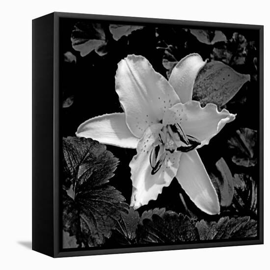 White Lily II-Rita Crane-Framed Premier Image Canvas