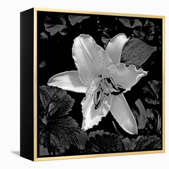 White Lily II-Rita Crane-Framed Premier Image Canvas