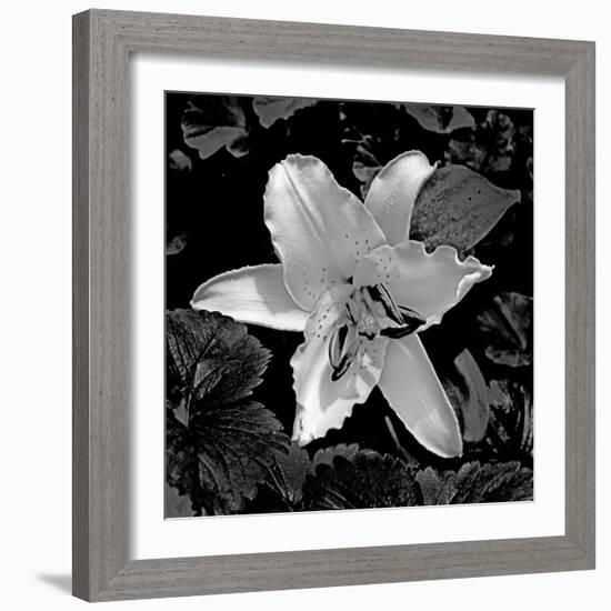 White Lily II-Rita Crane-Framed Photographic Print