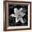 White Lily II-Rita Crane-Framed Photographic Print