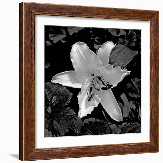 White Lily II-Rita Crane-Framed Photographic Print