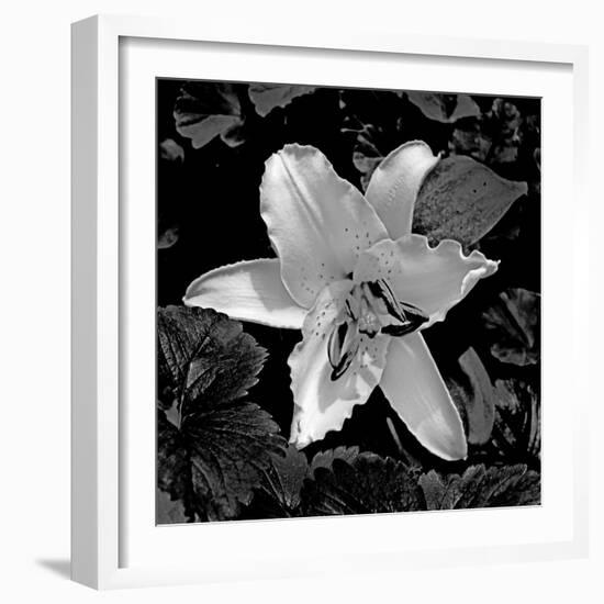 White Lily II-Rita Crane-Framed Photographic Print