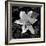 White Lily II-Rita Crane-Framed Photographic Print