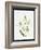 White Lily (W/C on Paper)-Sally Crosthwaite-Framed Giclee Print