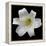 White Lily-Jim Christensen-Framed Premier Image Canvas