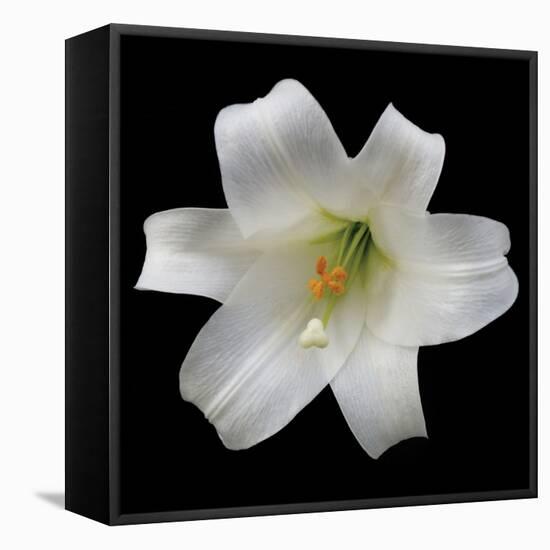 White Lily-Jim Christensen-Framed Premier Image Canvas