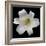 White Lily-Jim Christensen-Framed Photographic Print