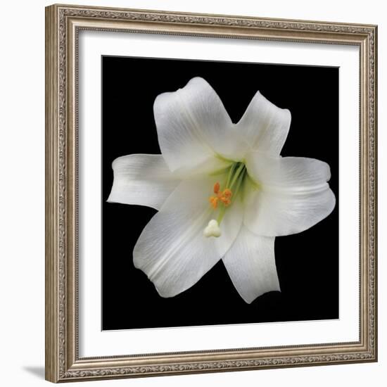 White Lily-Jim Christensen-Framed Photographic Print