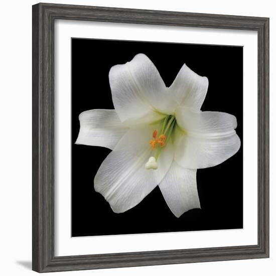 White Lily-Jim Christensen-Framed Photographic Print